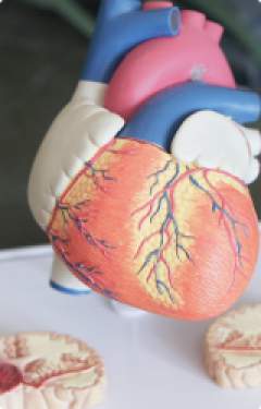 medical modal of a human heart